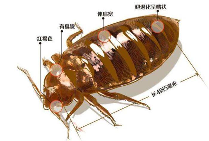 灭臭虫 灭臭虫