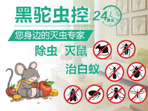 杭州灭蟑螂公司教大家日常蟑螂防治措施